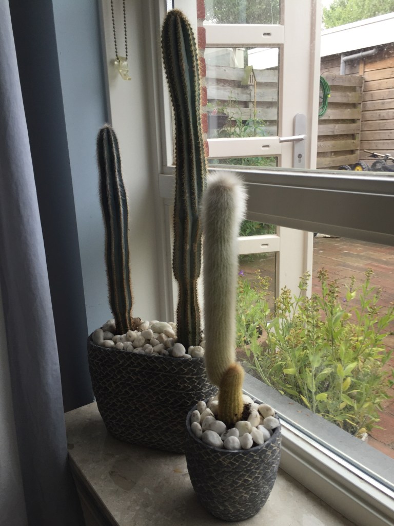 Het eindresultaat op onze vensterbank