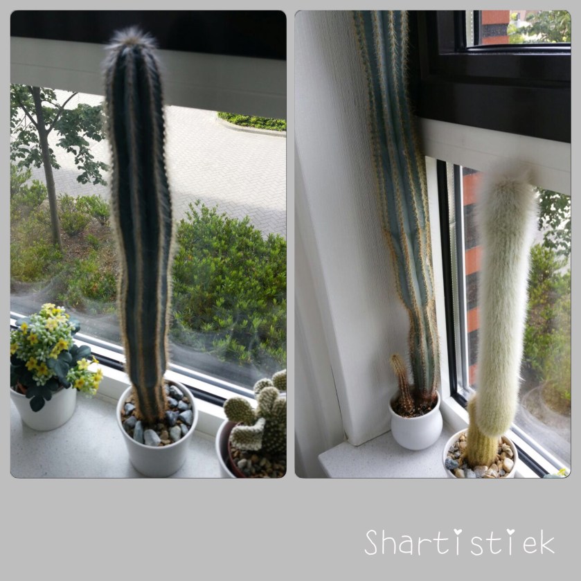 Foto's van de cactussen